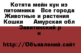 Котята мейн-кун из питомника - Все города Животные и растения » Кошки   . Амурская обл.,Завитинский р-н